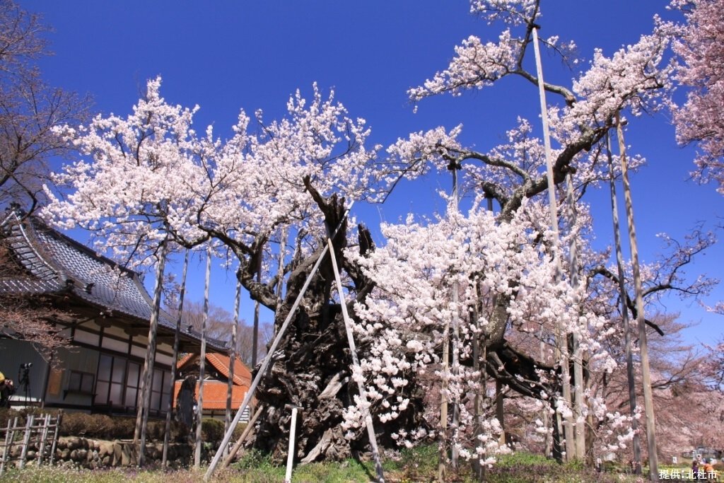 山高神代桜の桜 桜名所 お花見 ウォーカープラス
