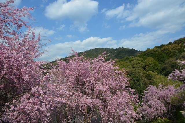 大神神社の桜 桜名所 お花見21 ウォーカープラス