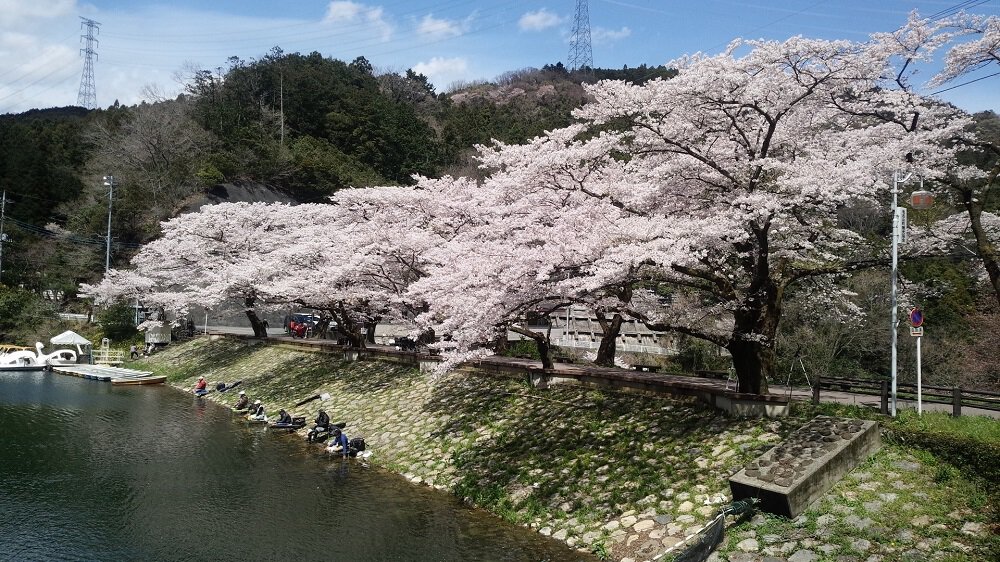 鎌北湖の桜 桜名所 お花見21 ウォーカープラス