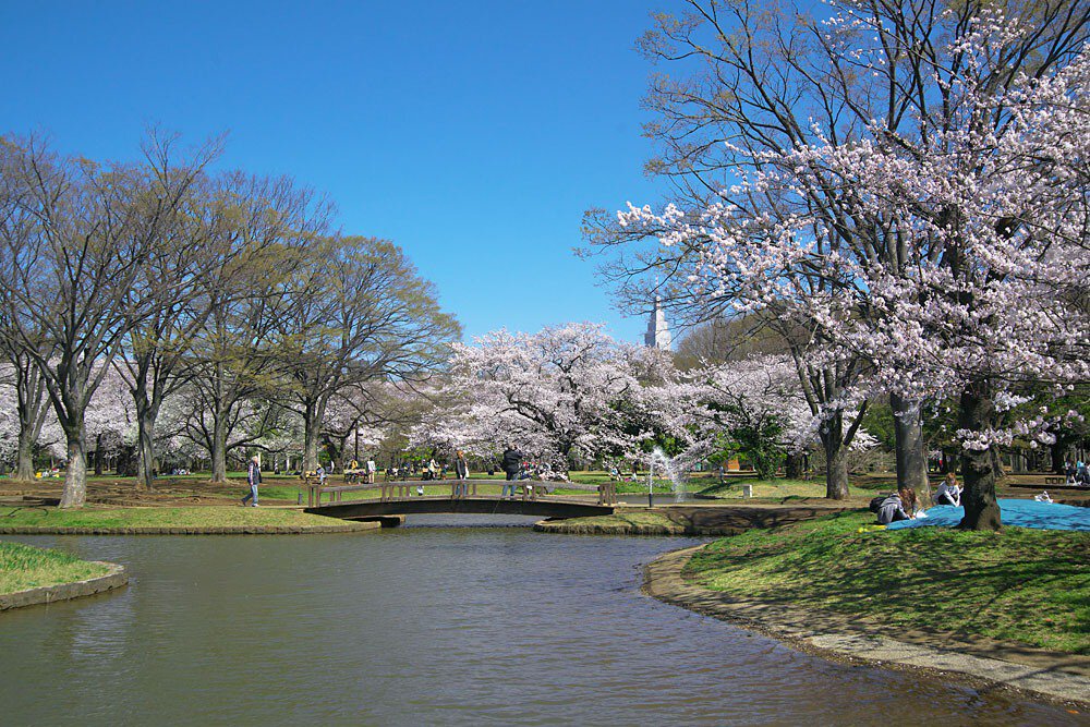 都立代々木公園の桜 桜名所 お花見22 ウォーカープラス