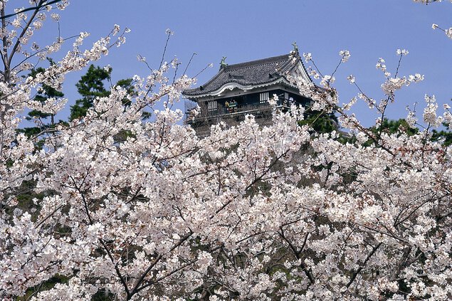 「岡崎　桜」の画像検索結果