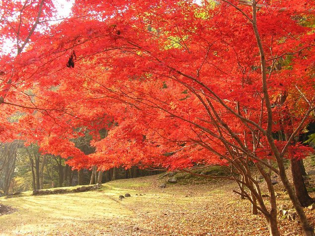 滑床渓谷・雪輪の滝の紅葉
