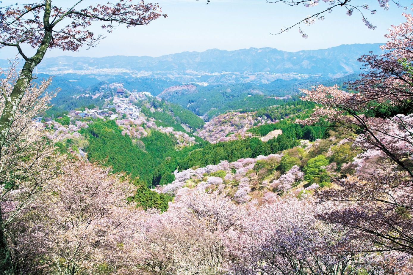 吉野山 上千本 の桜 桜名所 お花見21 ウォーカープラス