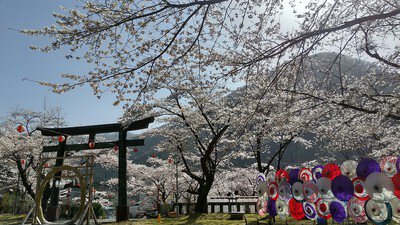 鬼怒川温泉 護国神社の桜