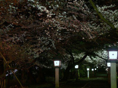弥彦公園(早咲き)の桜