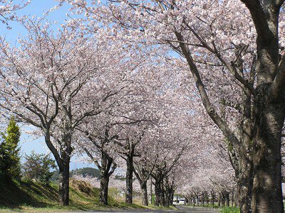 垂水公園の桜