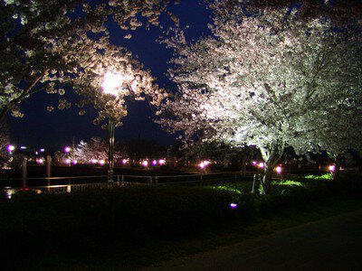 エブノ泉の森ホール周辺の桜