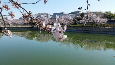エブノ泉の森ホール周辺の桜