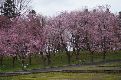 芦別市旭ヶ丘公園の桜
