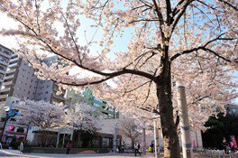 染井吉野桜記念公園(駒込駅前)の桜 画像(2/2)