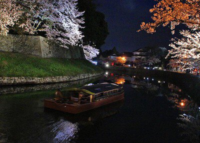 国宝・彦根城の桜