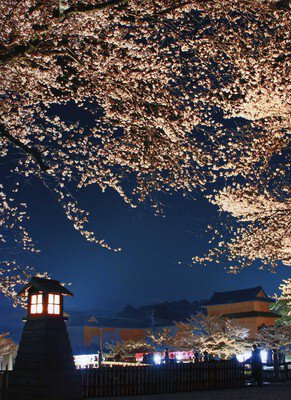 国宝・彦根城の桜