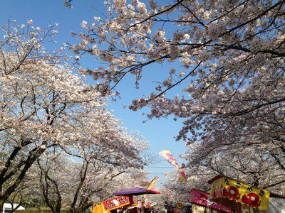 母智丘公園の桜