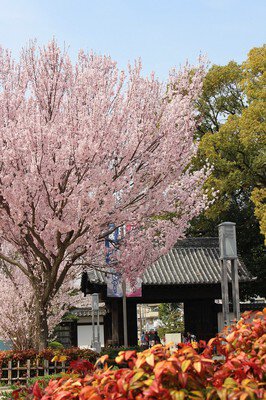 徳川園の桜