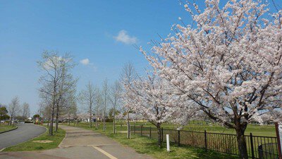 石川河川公園(駒ヶ谷地区)の桜