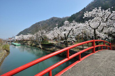 庄川水記念公園の桜