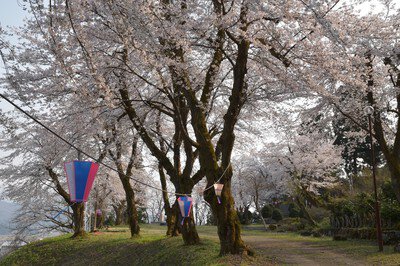 小出公園の桜