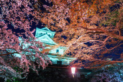 豊公園(長浜城)の桜