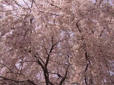 放光寺の桜
