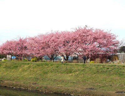 小出川沿いの河津桜