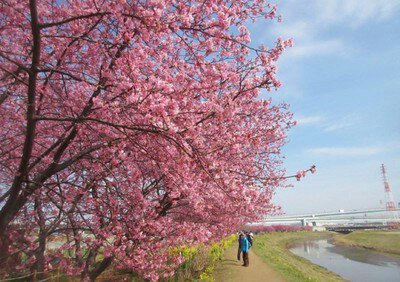 小出川沿いの河津桜