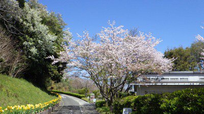横浜市立金沢動物園の桜
