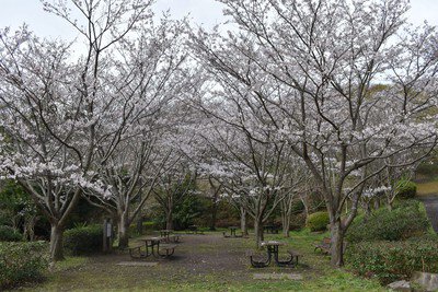 横浜市立金沢動物園の桜