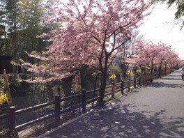 坂川沿いの桜
