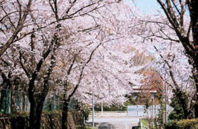 青葉山公園(仙台城跡)の桜