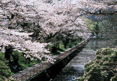 青葉山公園(仙台城跡)の桜