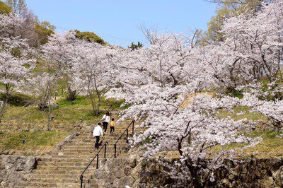 県立桃陵公園の桜