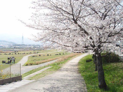 富田林・石川堤防の桜