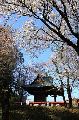 狭山八幡神社の桜