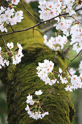 狭山八幡神社の桜