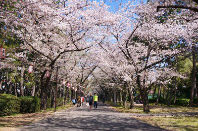 辰巳の森緑道公園の桜