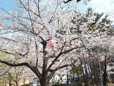 辰巳の森緑道公園の桜