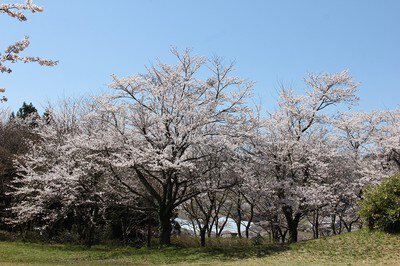 志乎･桜の里 古墳公園の桜