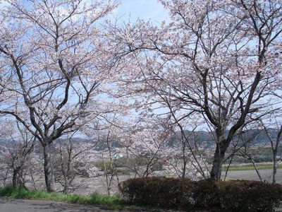 宇留野公園の桜