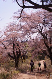 小仏城山に向かうハイキングコース沿いに桜が咲く