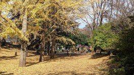 市制記念公園の紅葉