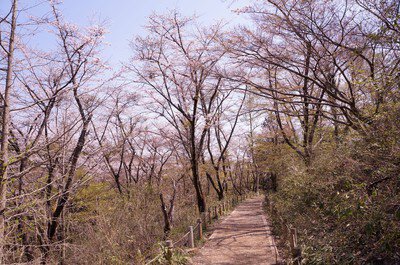 高尾山 一丁平の千本桜