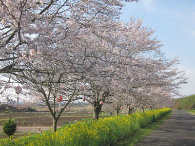 辰ノ口親水公園の桜
