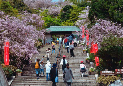 白野江植物公園の桜