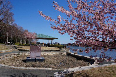 佐鳴湖公園の桜