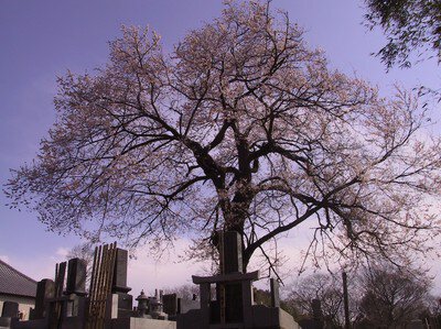 阿弥陀堂の桜