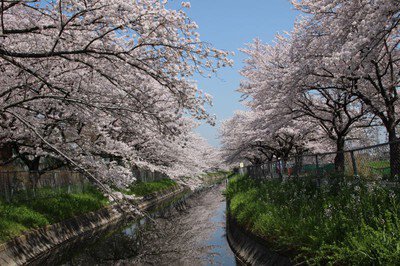 見沼田んぼの桜回廊の桜