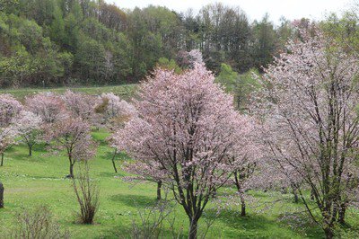 奈井江町にわ山森林自然公園の桜