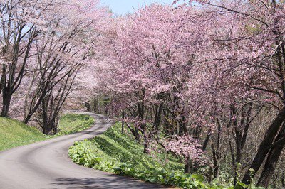 奈井江町にわ山森林自然公園の桜