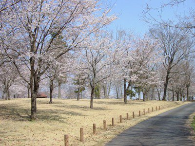 大宮自然公園の桜