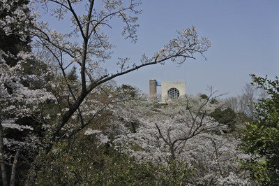 福岡市油山市民の森の桜